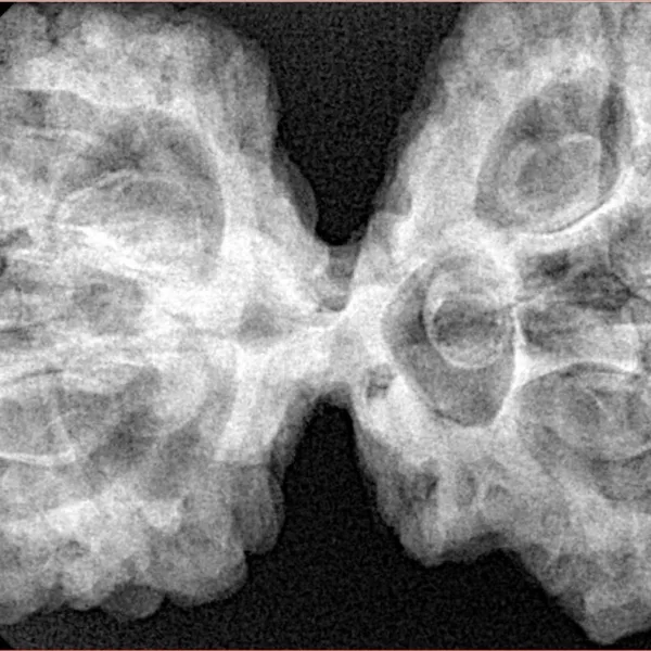 9 Mukhi Mini Trijuti 42.7mm 9.93gm - Xray