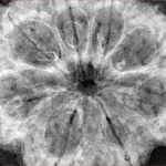 8 Mukhi Rudraksha 35.7mm 7.74gm - Xray