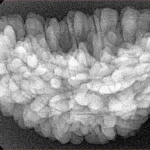 1 Mukhi Rudraksha 34.6mm 5gm - Xray