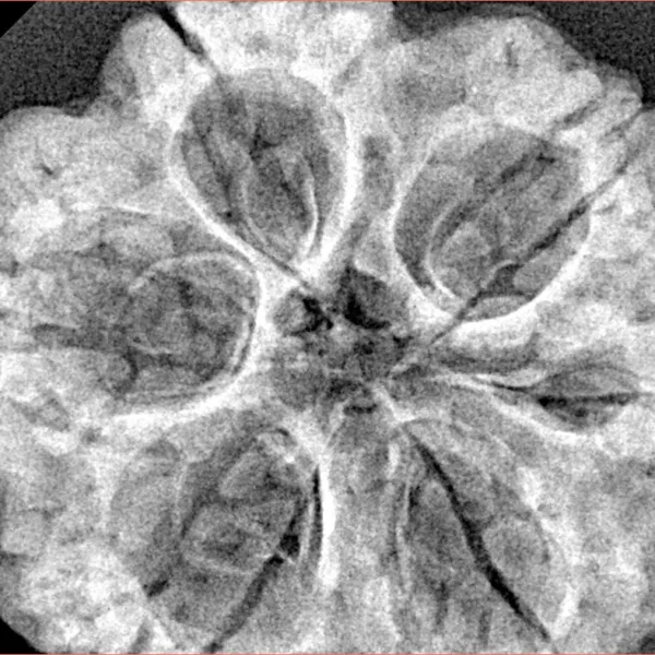 6 Mukhi Rudraksha 32.5mm 7.62gm - Xray