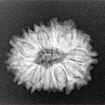 15 Mukhi Rudraksha 22.3mm 2.98gm - Xray