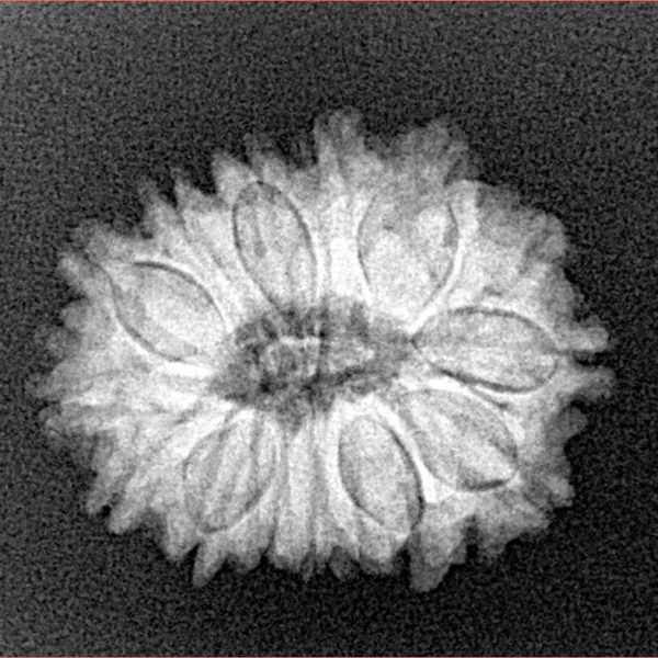15 Mukhi Rudraksha 22.3mm 2.98gm - Xray