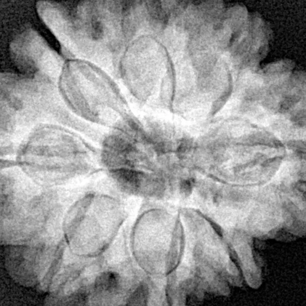 8 Mukhi Rudraksha 28mm 7.06gm - Xray