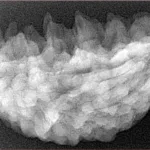 1 Mukhi Rudraksha 35.1mm 5.63gm - Xray