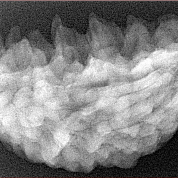 1 Mukhi Rudraksha 35.1mm 5.63gm - Xray
