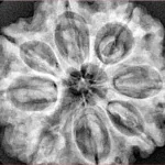 8 Mukhi Rudraksha 30.6mm 7.52gm - Xray