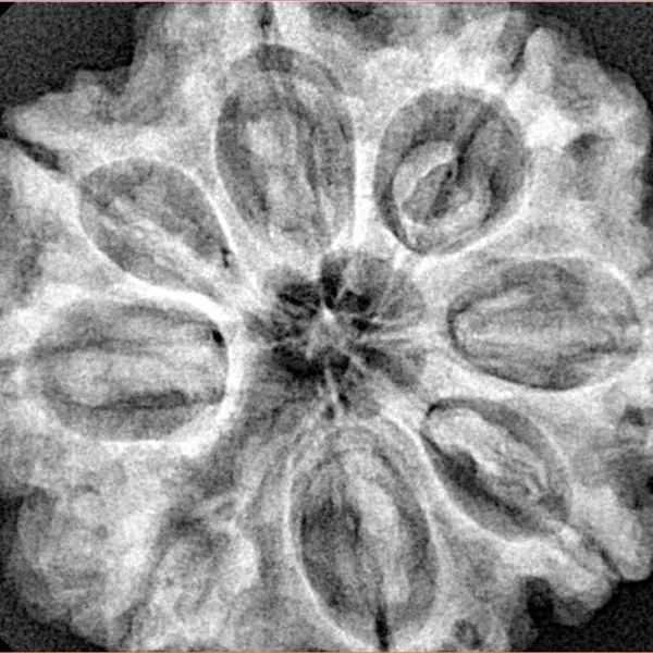 8 Mukhi Rudraksha 30.6mm 7.52gm - Xray