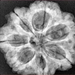 7 Mukhi Rudraksha 28mm 6.5gm - Xray