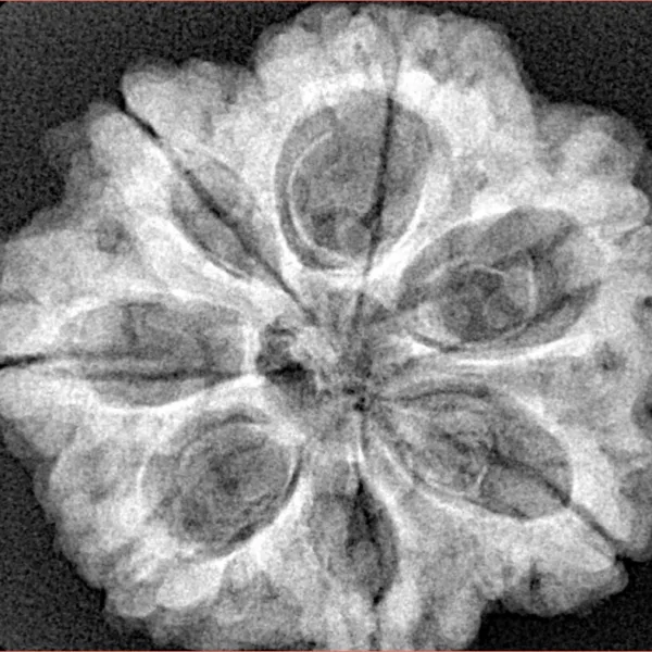 7 Mukhi Rudraksha 28mm 6.5gm - Xray
