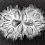 13 MK Gaurishankar 28.8mm 4.2gm - Xray