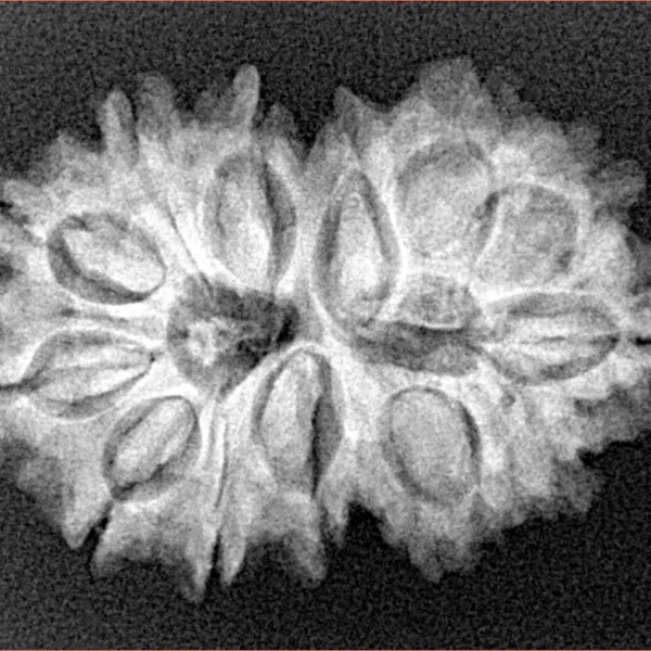13 MK Gaurishankar 28.8mm 4.2gm - Xray