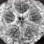 5 Mukhi Rudraksha 31.5mm 8.72gm - Xray