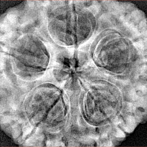 5 Mukhi Rudraksha 31.5mm 8.72gm - Xray
