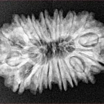16 Mukhi Rudraksha 28mm 3.72gm - Xray