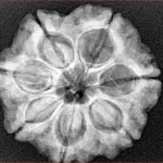 7 Mukhi Rudraksha 26.1mm 5.52gm - Xray