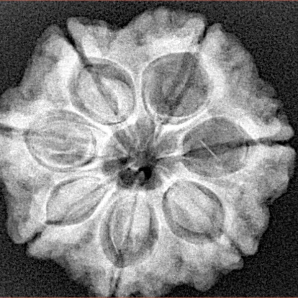 7 Mukhi Rudraksha 26.1mm 5.52gm - Xray