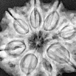 8 Mukhi Rudraksha 28.9mm 6.48gm - Xray