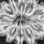 11 Mukhi Rudraksha 34mm 8gm - Xray