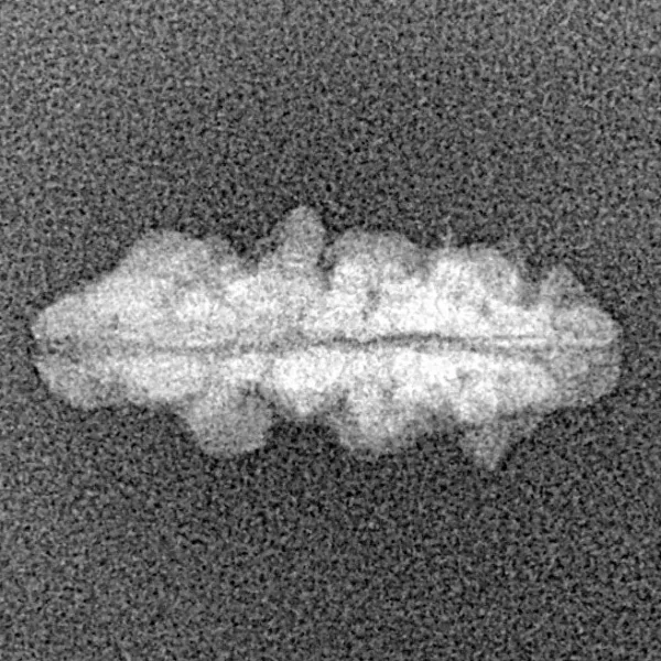 1 Mukhi Rudraksha 18.8mm 0.53gm - Xray
