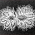 13 Mukhi Gaurishankar 29.7mm 4gm - Xray