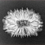 15 Mukhi Rudraksha 23.5mm 2.54gm - Xray