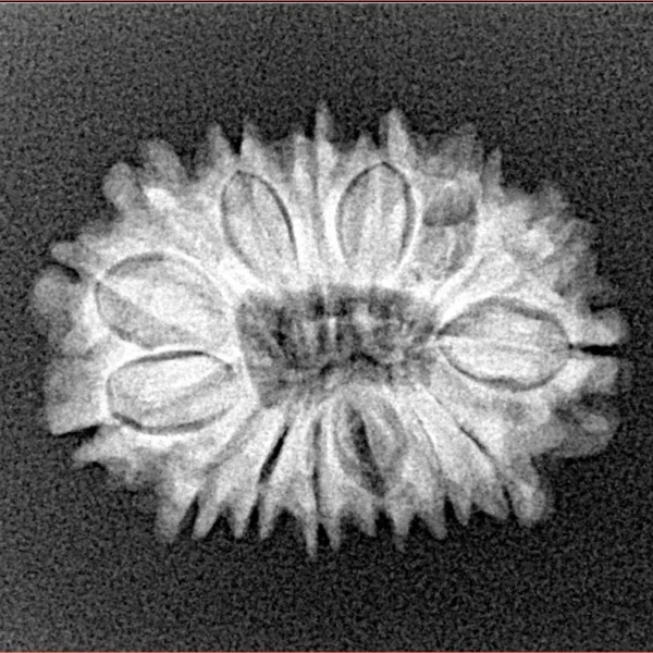 15 Mukhi Rudraksha 23.5mm 2.54gm - Xray