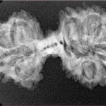 14 Mukhi Mini Trijuti 34.2mm 3.83gm - Xray