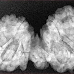 10 Mukhi Mini Trijuti 38mm 7.06gm - Xray
