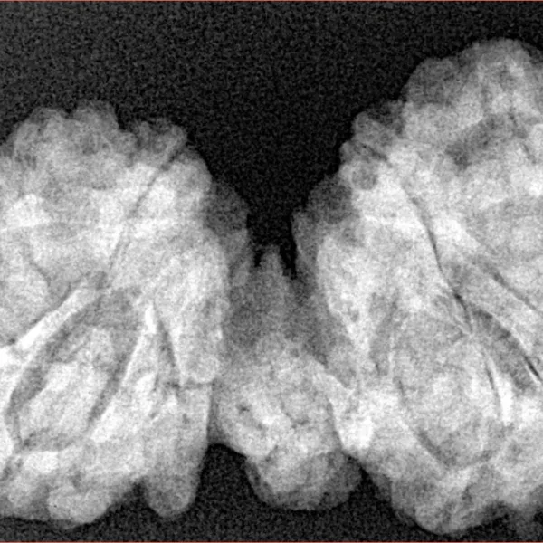 10 Mukhi Mini Trijuti 38mm 7.06gm - Xray