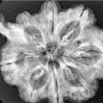 8 Mukhi Ganesh 31.8mm 5.77gm - Xray