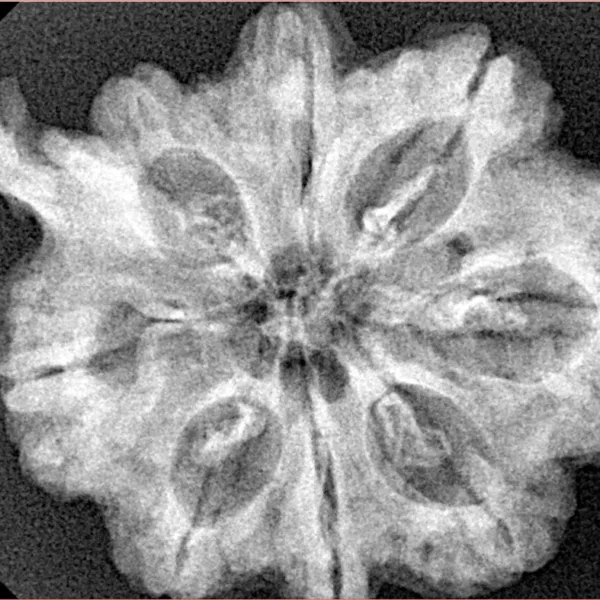 8 Mukhi Ganesh 31.8mm 5.77gm - Xray