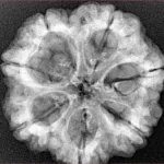 7 Mukhi Rudraksha 25.9mm 5.44gm - Xray