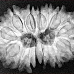 14 Mk Gaurishankar 27.9mm 4.42gm - Xray