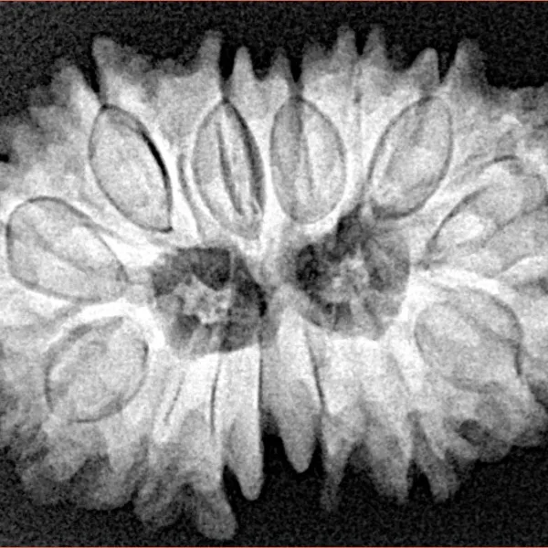 14 Mk Gaurishankar 27.9mm 4.42gm - Xray
