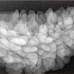 1 Mukhi Rudraksha 34.4mm 6.29gm - Xray