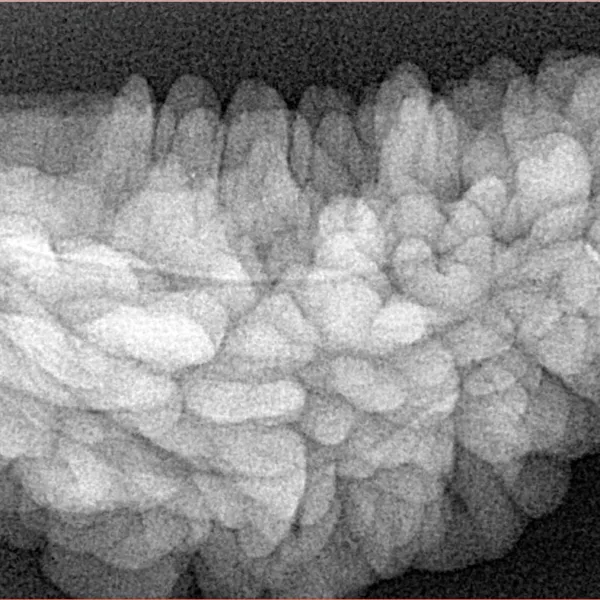1 Mukhi Rudraksha 34.4mm 6.29gm - Xray