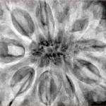 10 Mukhi Rudraksha 36.2mm 11.2gm - Xray