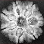 7 Mukhi Rudraksha 26.1mm 6.09gm - Xray