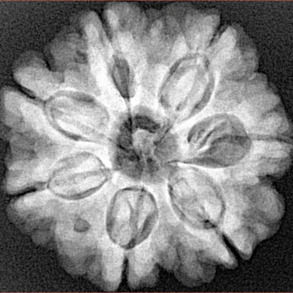 7 Mukhi Rudraksha 26.1mm 6.09gm - Xray