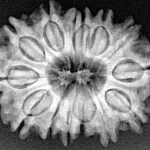 14 Mukhi Rudraksha 27.5mm 4.68gm - Xray