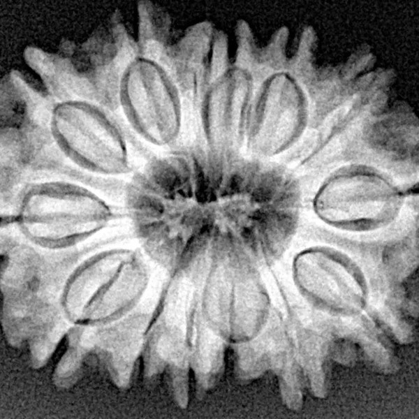 14 Mukhi Rudraksha 27.5mm 4.68gm - Xray