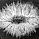 19 Mukhi Rudraksha 26mm 3.65gm - Xray