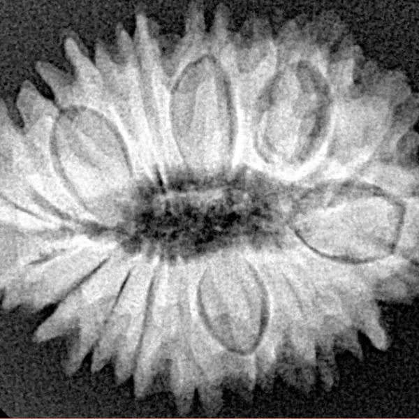 19 Mukhi Rudraksha 26mm 3.65gm - Xray