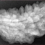 1 Mukhi Rudraksha 34.7mm 6.3gm - Xray