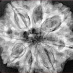 8 Mukhi Rudraksha 30mm 8gm - Xray