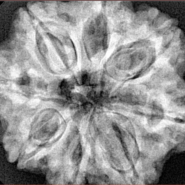 8 Mukhi Rudraksha 30mm 8gm - Xray