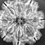 8 Mukhi Rudraksha 27.8mm 5.61gm - Xray