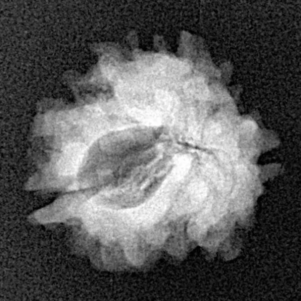 1 Mukhi Rudraksha 19.2mm 1.88gm - Xray