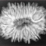 14 Mukhi Rudraksha 30.1mm 5.4gm - Xray