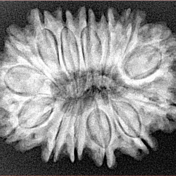 14 Mukhi Rudraksha 30.1mm 5.4gm - Xray